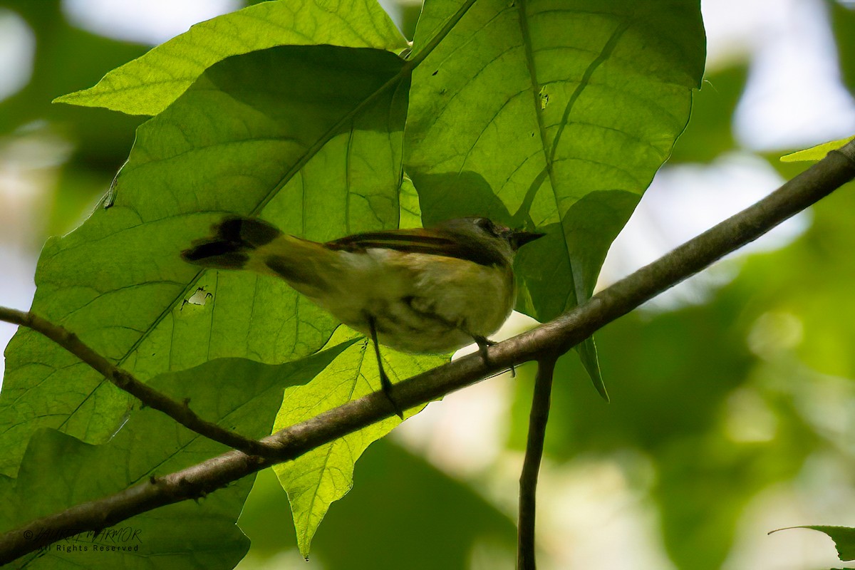 American Redstart - ML635890523