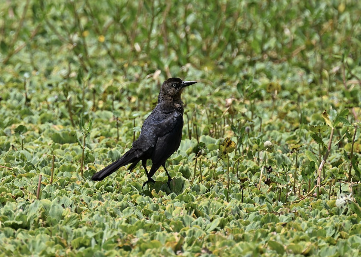 Great-tailed Grackle - ML635890532
