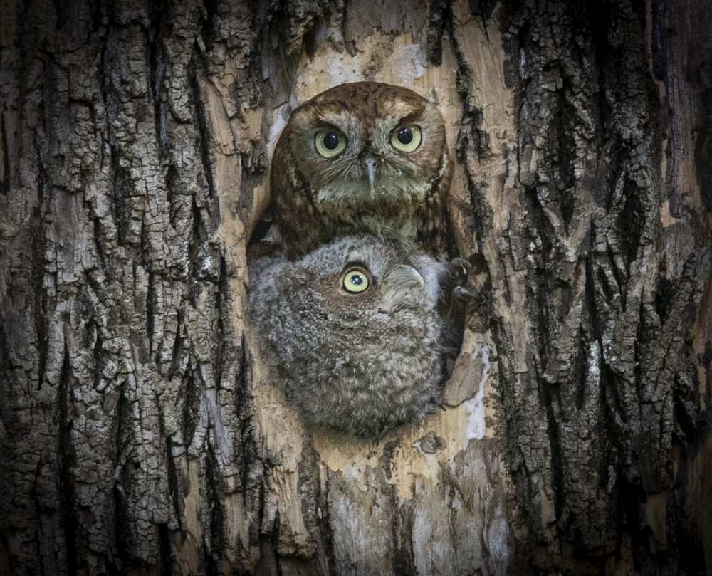 Eastern Screech-Owl - ML635890599