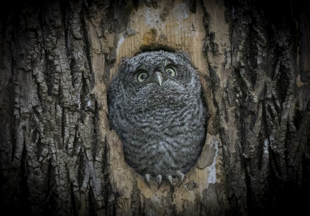 Eastern Screech-Owl - ML635890600