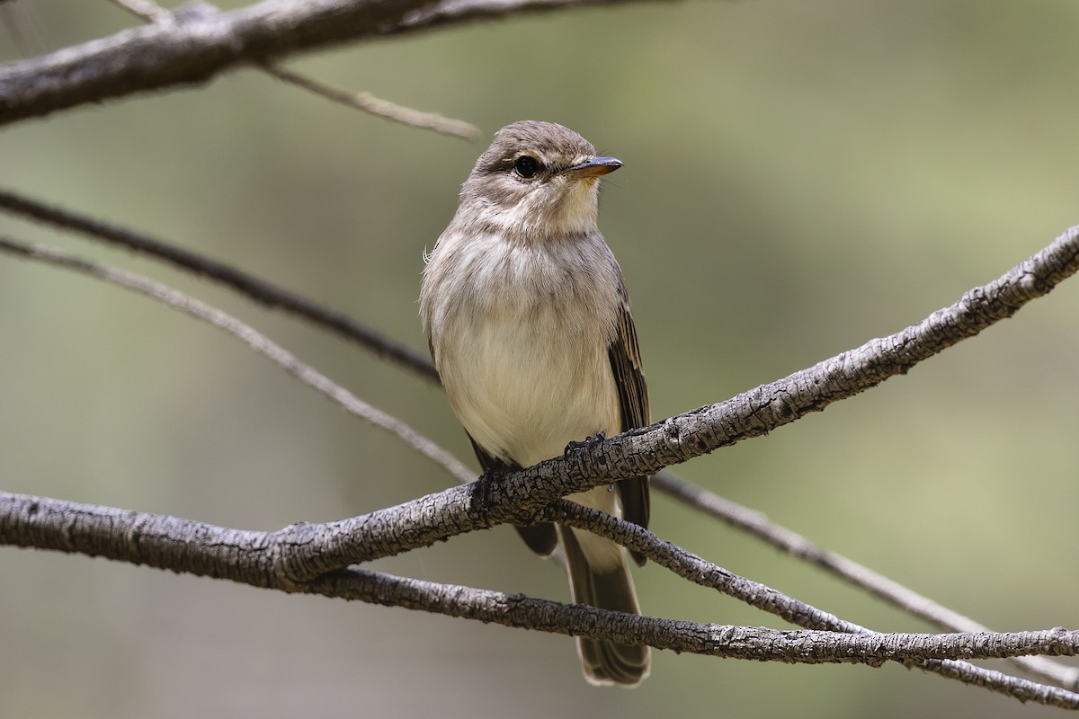 Gambaga Flycatcher - ML635890671