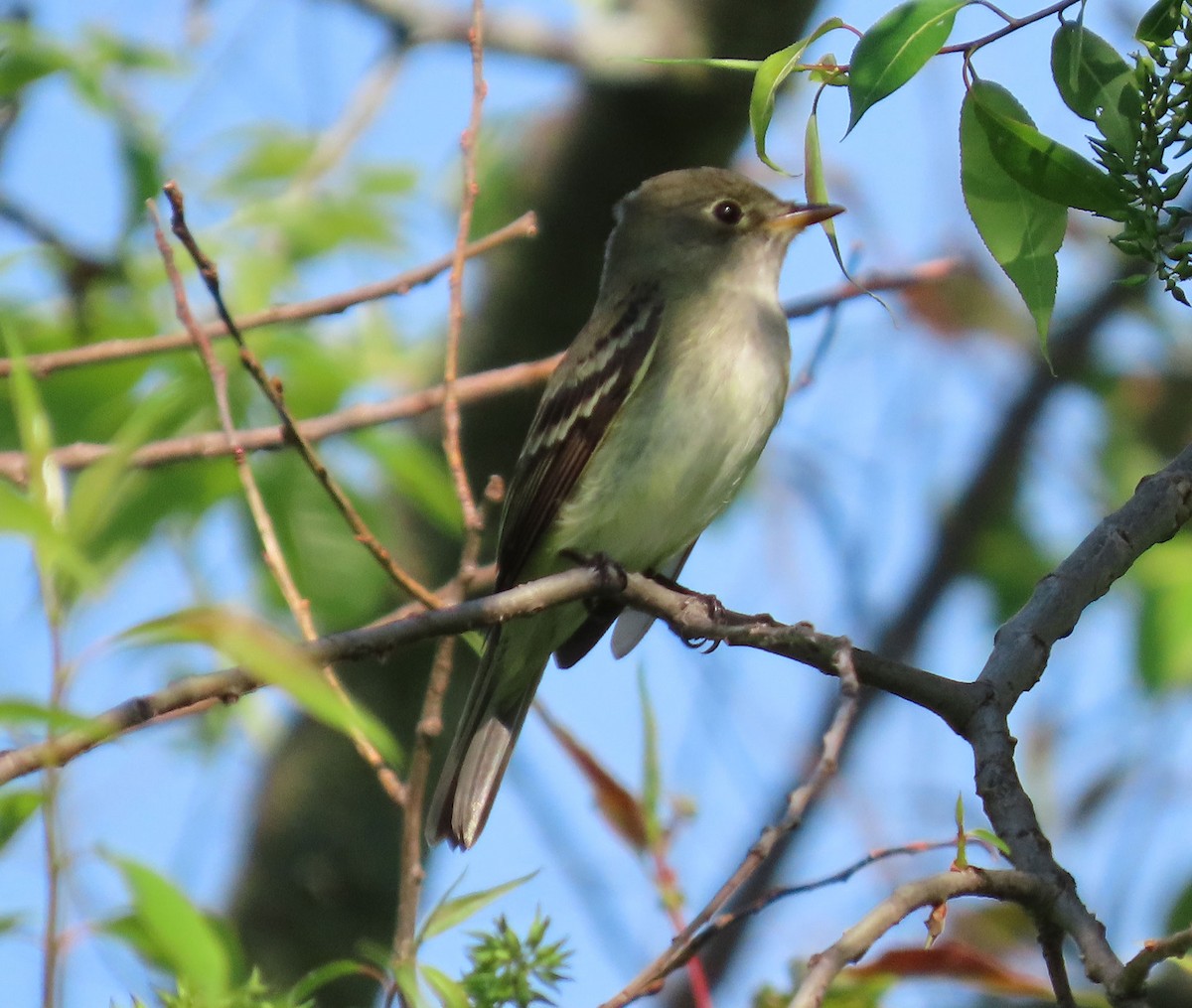 Alder Flycatcher - ML635890766