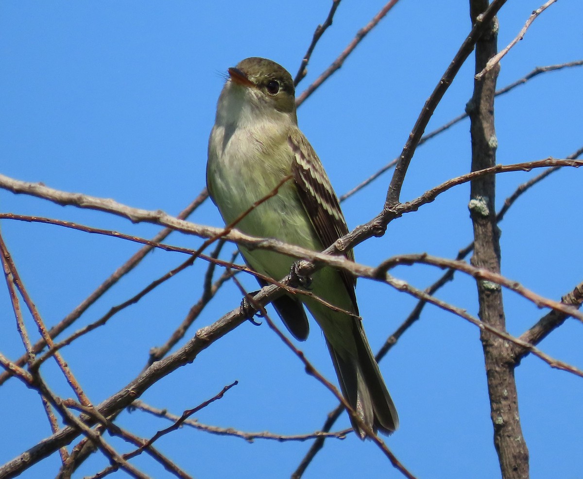 Alder Flycatcher - ML635890767