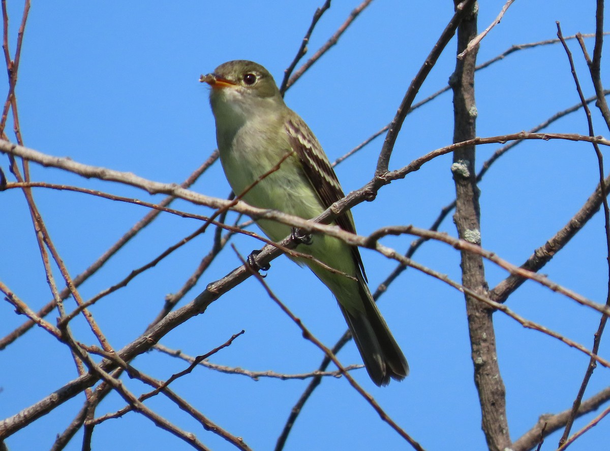 Alder Flycatcher - ML635890768