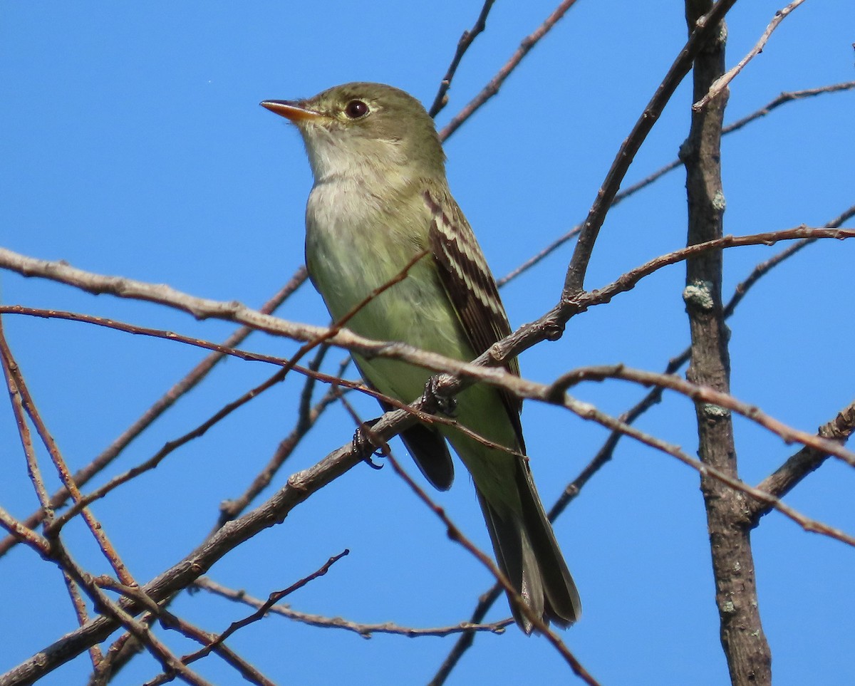 Alder Flycatcher - ML635890769