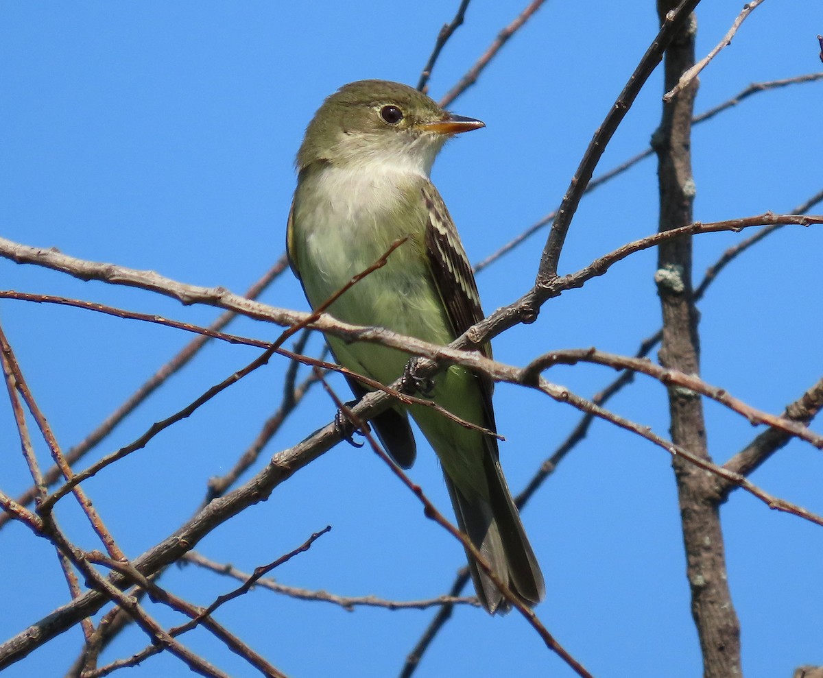 Alder Flycatcher - ML635890770