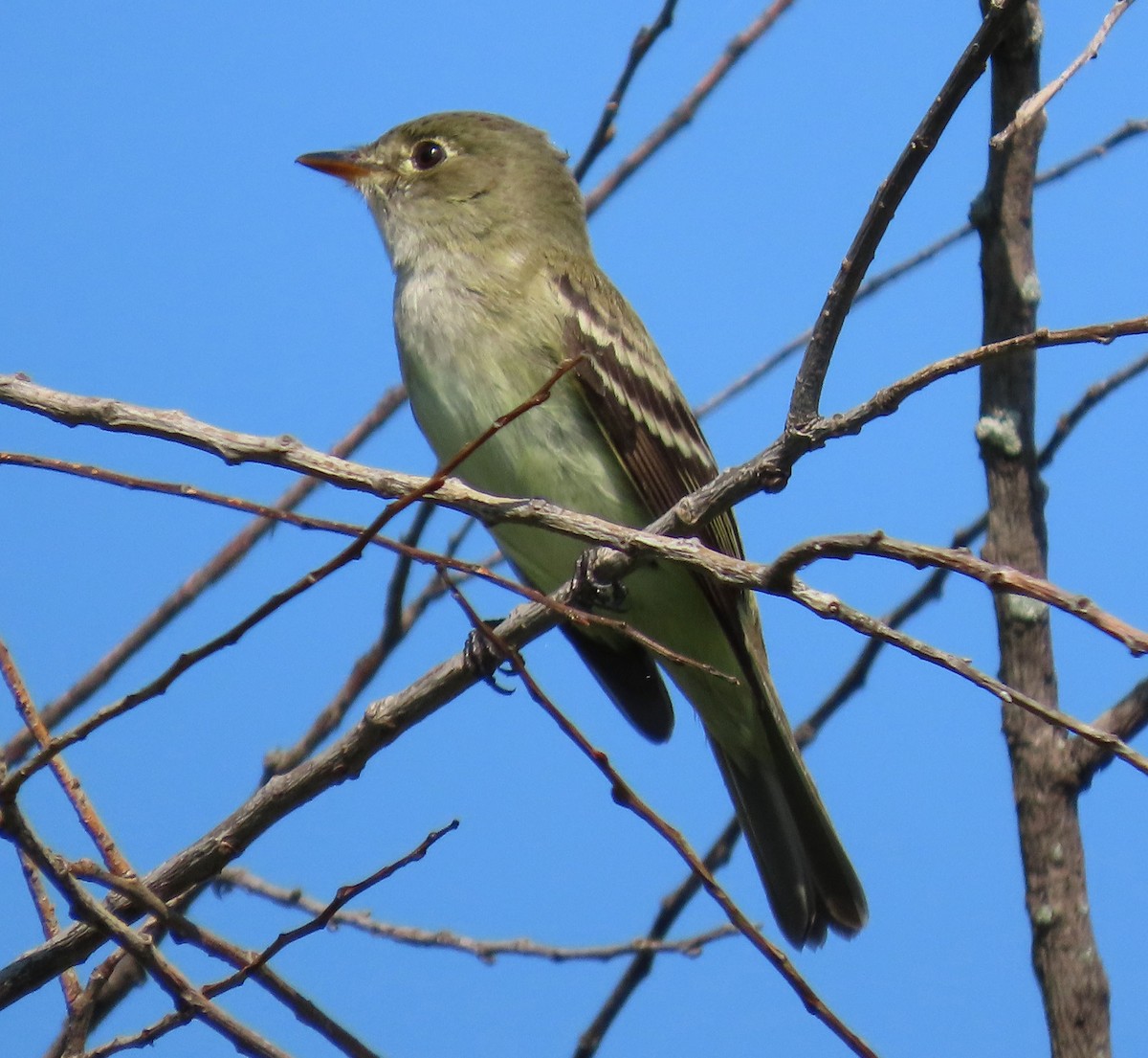 Alder Flycatcher - ML635890771