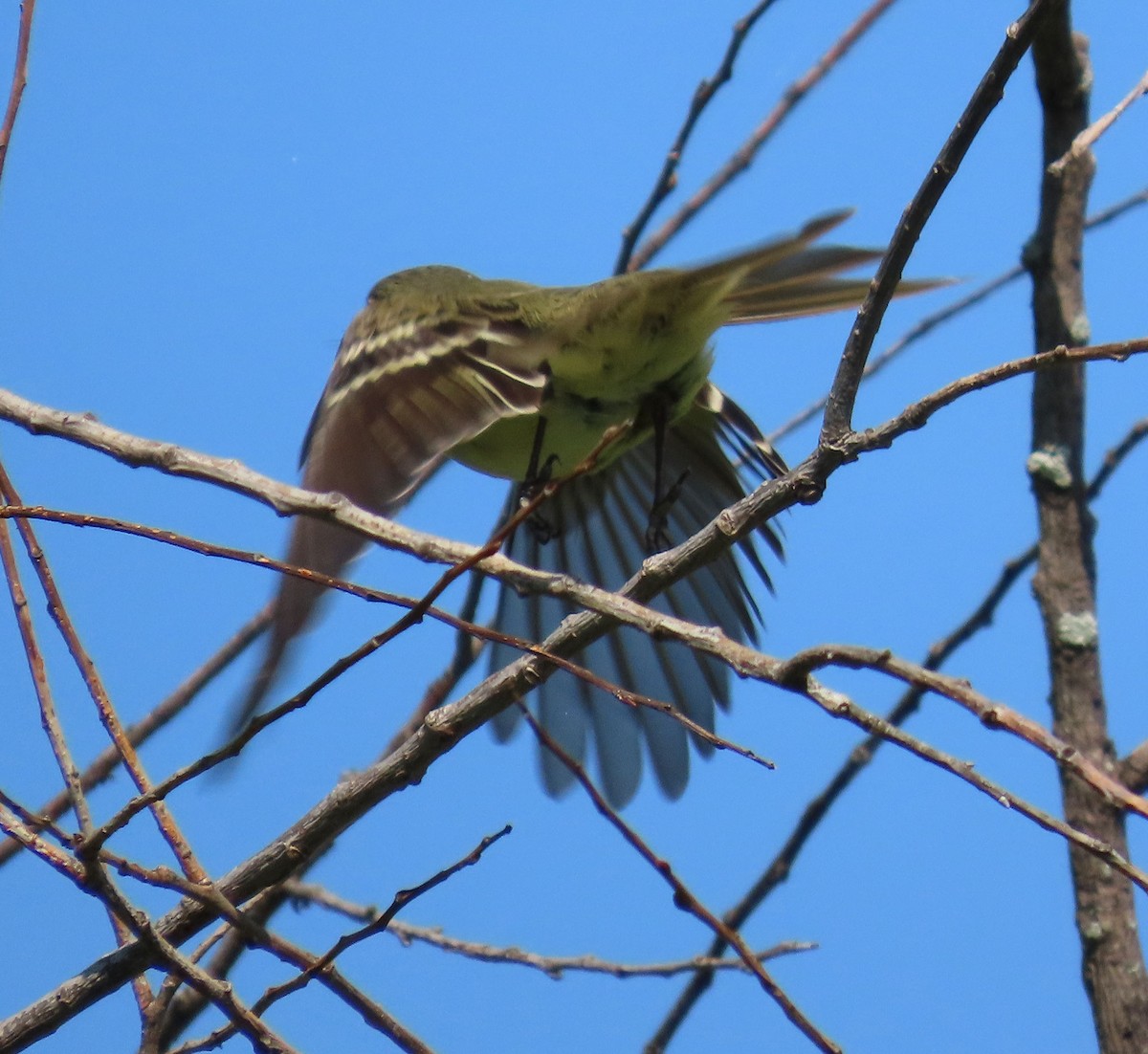 Alder Flycatcher - ML635890772