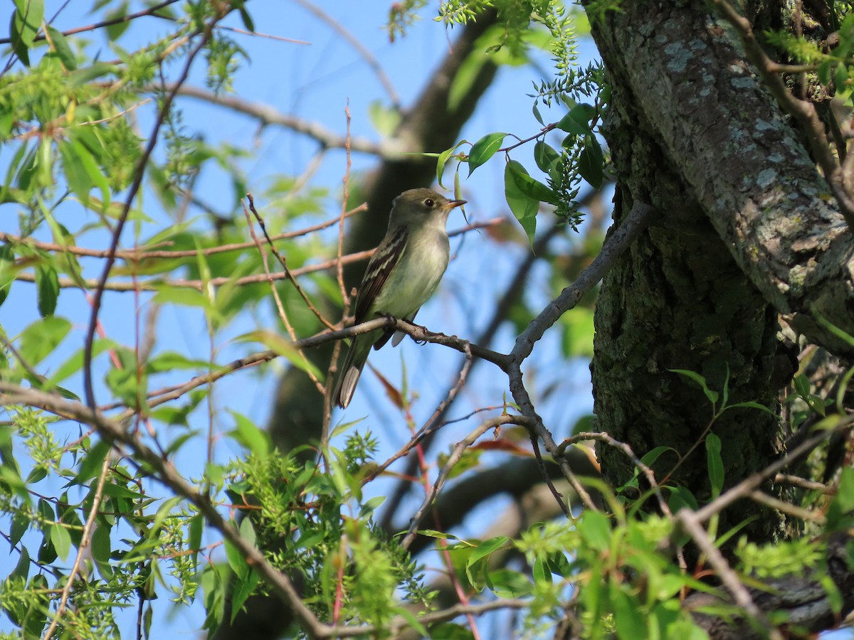 Alder Flycatcher - ML635890773