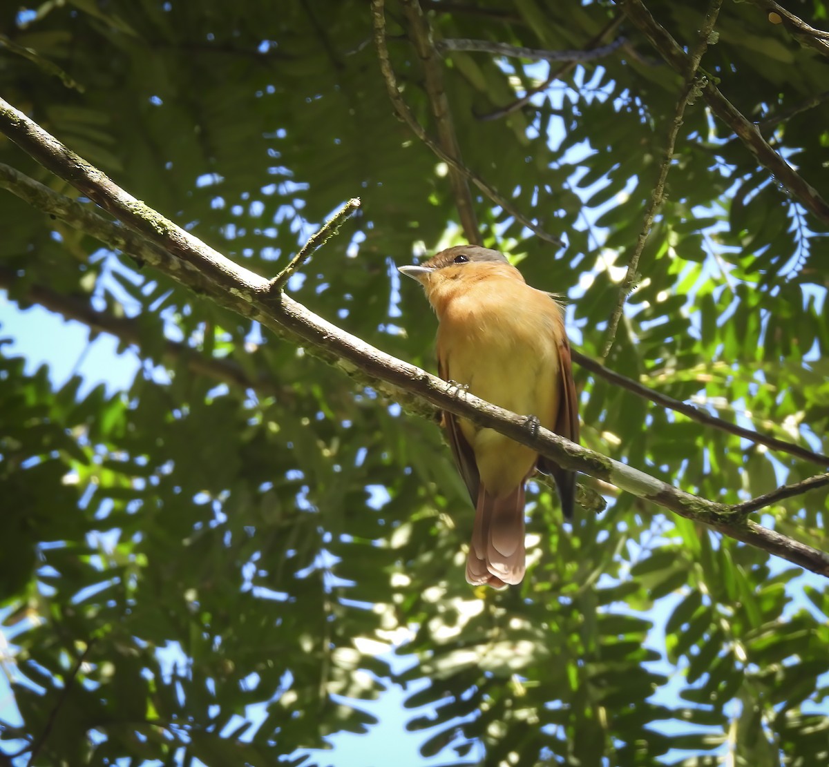 Chestnut-crowned Becard - ML635890805