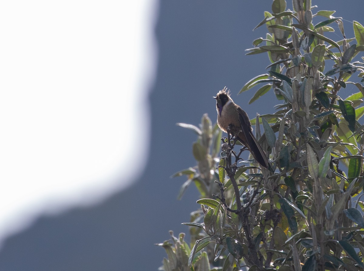 Buffy Helmetcrest - ML635890869