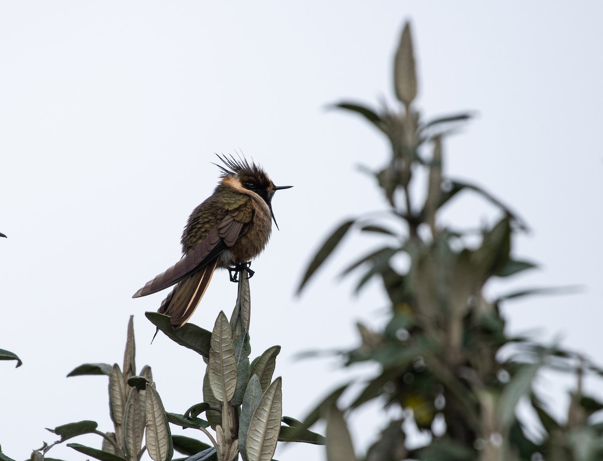 Buffy Helmetcrest - ML635890871