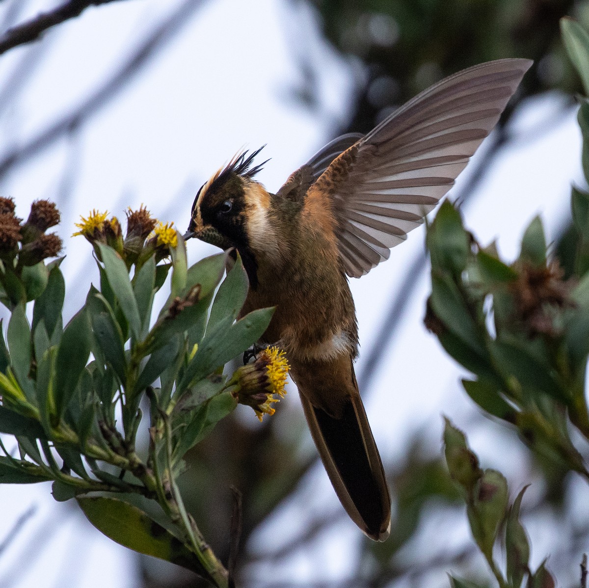 Buffy Helmetcrest - ML635890872