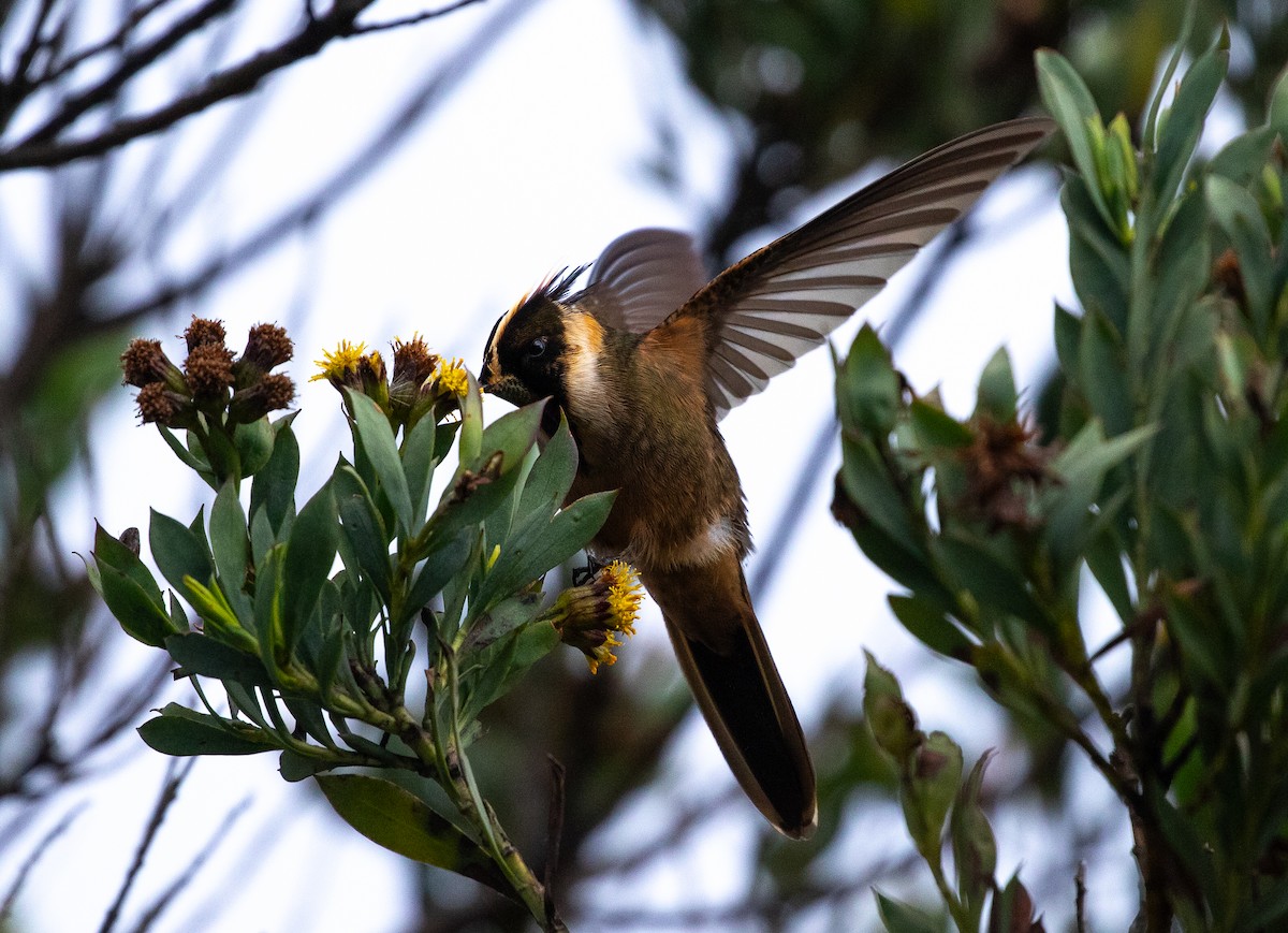 Buffy Helmetcrest - ML635890881