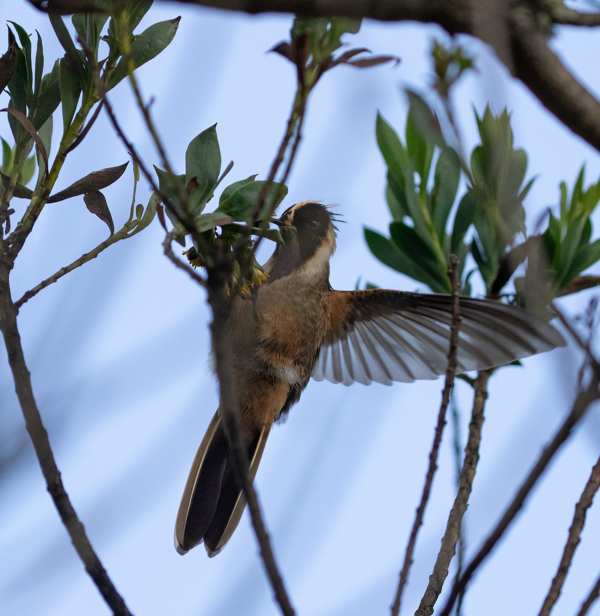 Buffy Helmetcrest - ML635890882