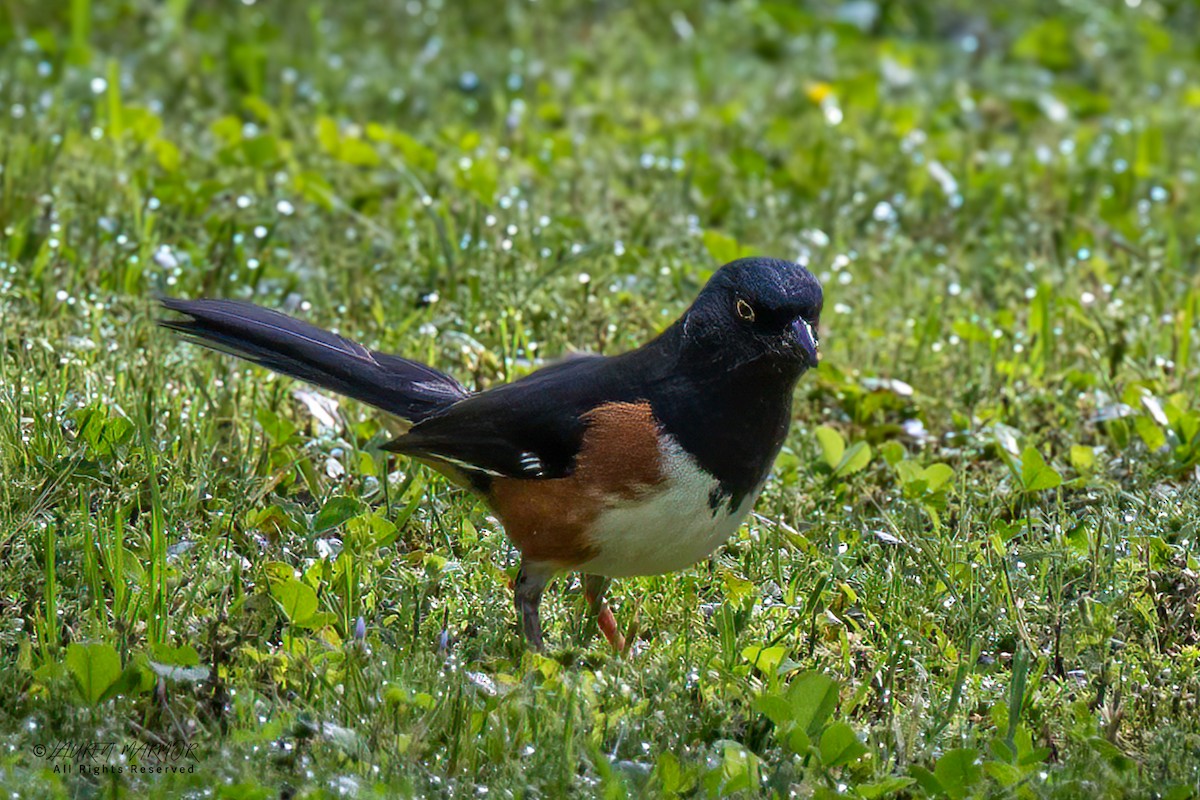 Eastern Towhee - ML635890998