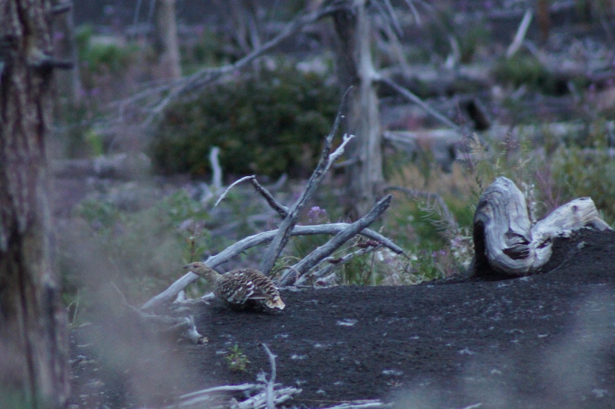 Black-billed Capercaillie - ML635891009