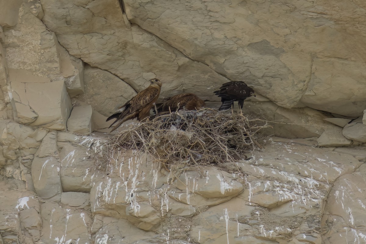 Long-legged Buzzard - ML635891049