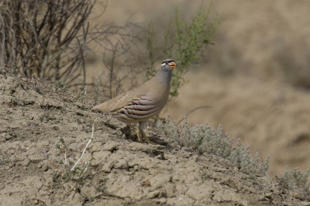 See-see Partridge - ML635891082