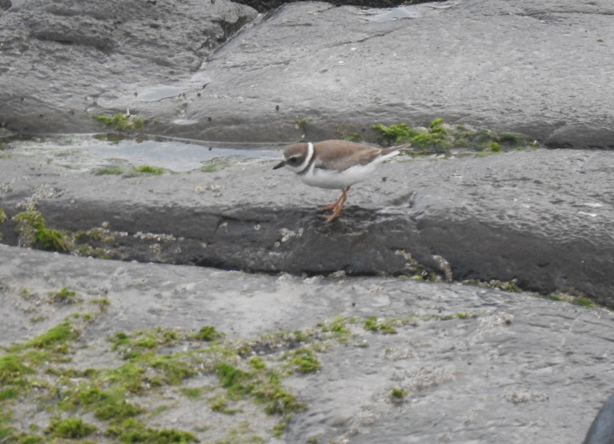 Semipalmated Plover - ML635891087