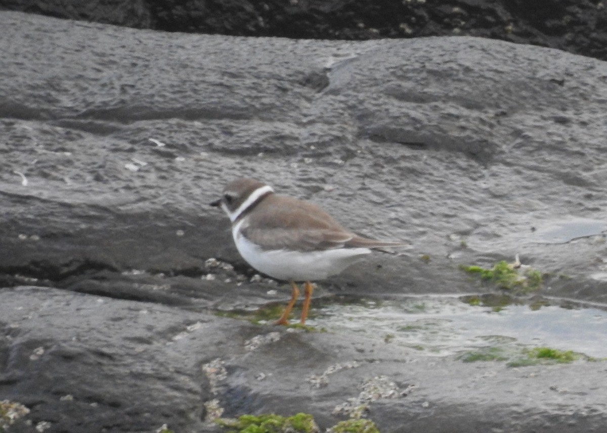 Semipalmated Plover - ML635891100