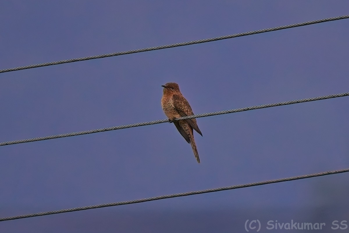 Plaintive Cuckoo - ML635891116