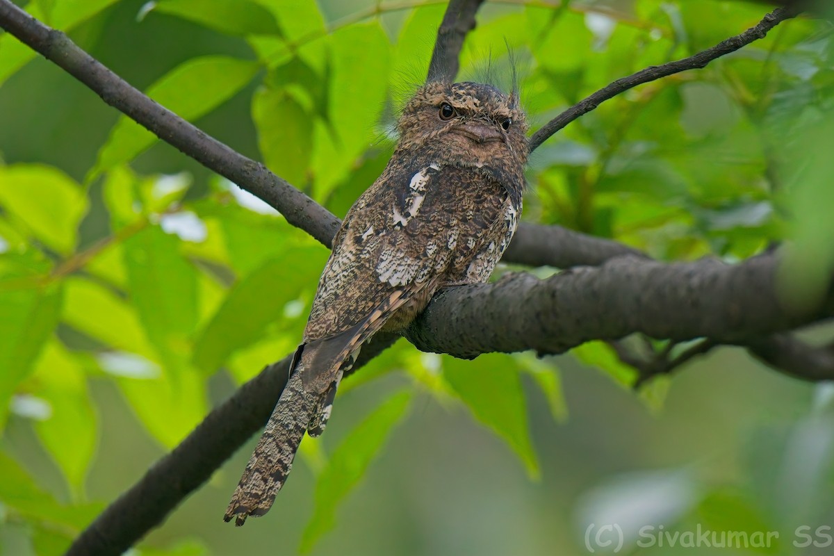 Hodgson's Frogmouth - ML635891130