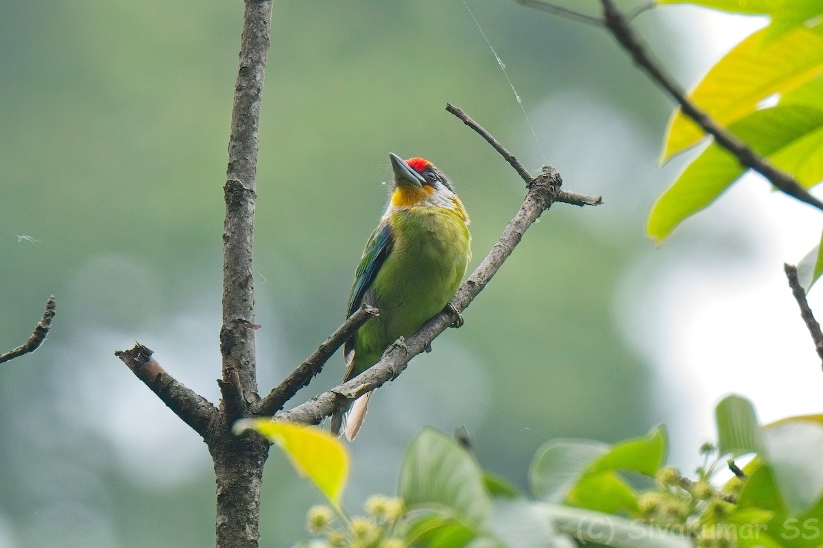 Golden-throated Barbet - ML635891149