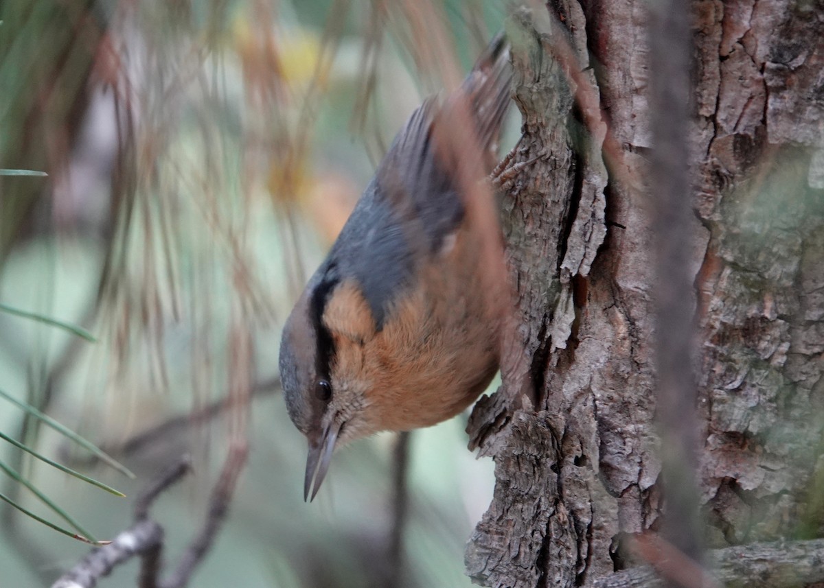 Garrapo eurasiarra (sinensis/formosana) - ML635891163