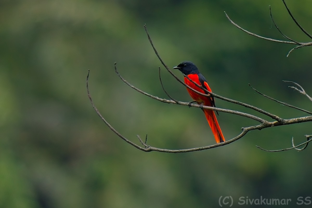 Scarlet Minivet - ML635891165