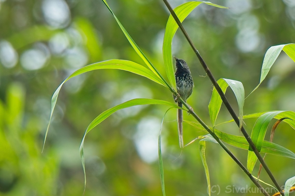 Black-throated Prinia - ML635891204