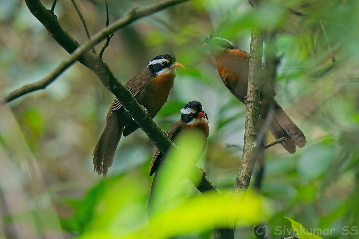 Black-crowned Scimitar-Babbler - ML635891223