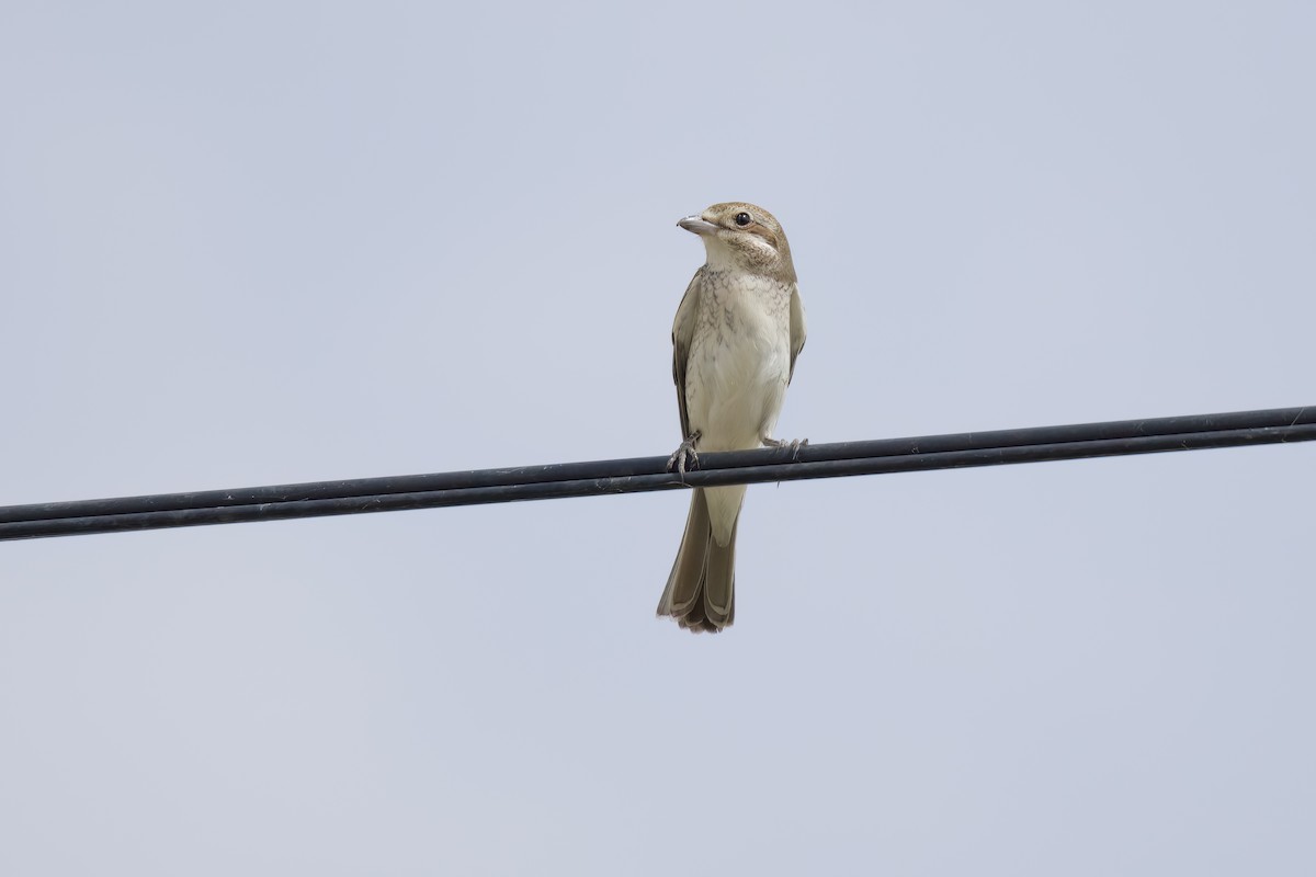 Red-backed Shrike - ML635891228