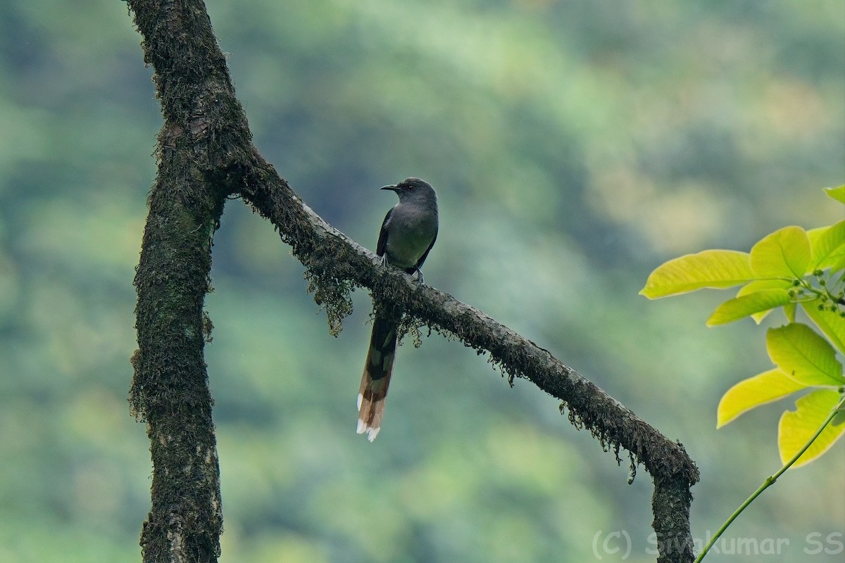 Long-tailed Sibia - ML635891235