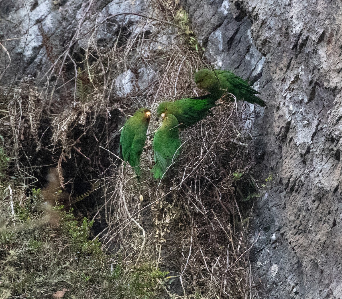 Rufous-fronted Parakeet - ML635891241