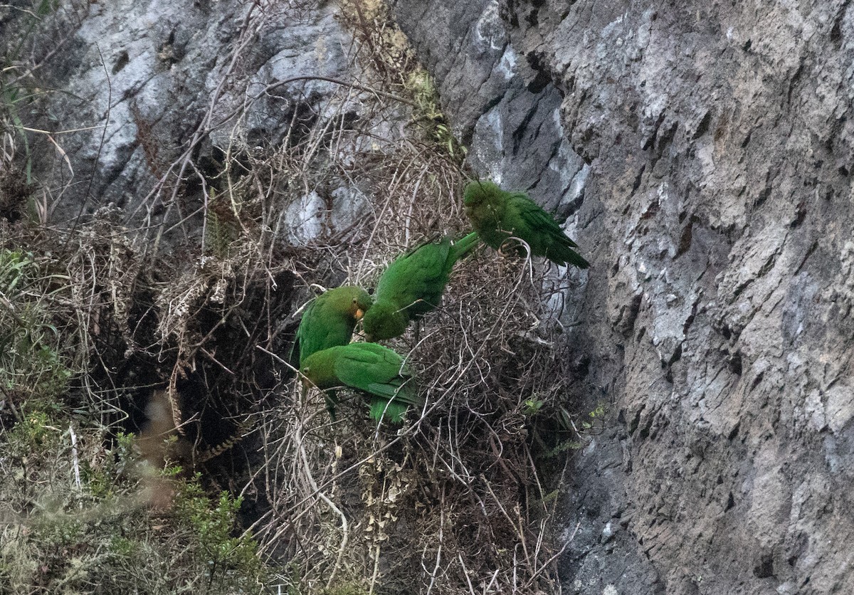 Rufous-fronted Parakeet - ML635891246