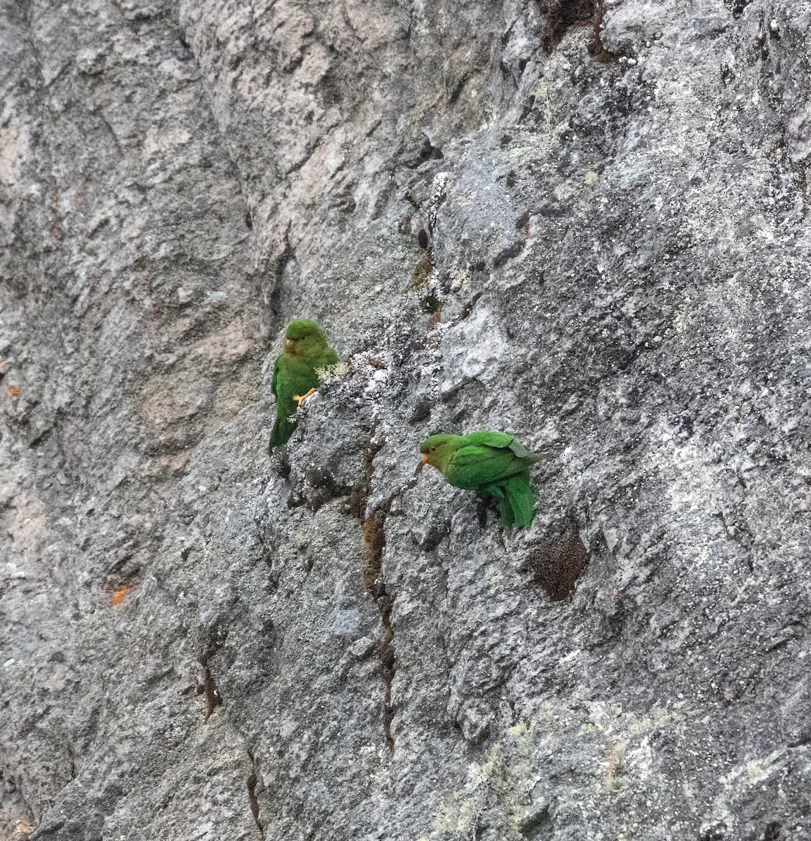 Rufous-fronted Parakeet - ML635891255