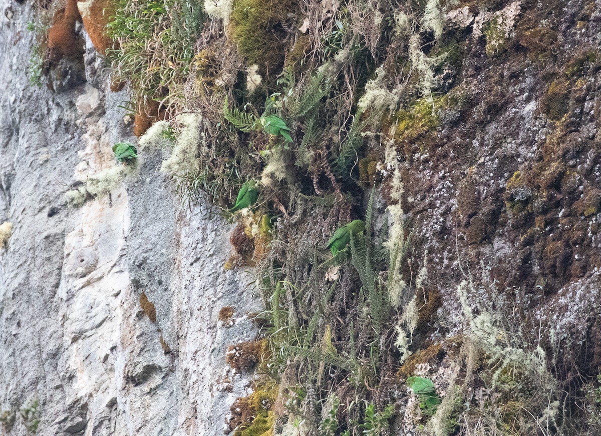 Rufous-fronted Parakeet - ML635891256
