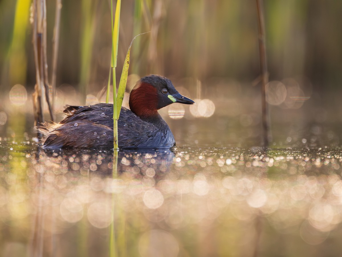 Little Grebe - ML635891259