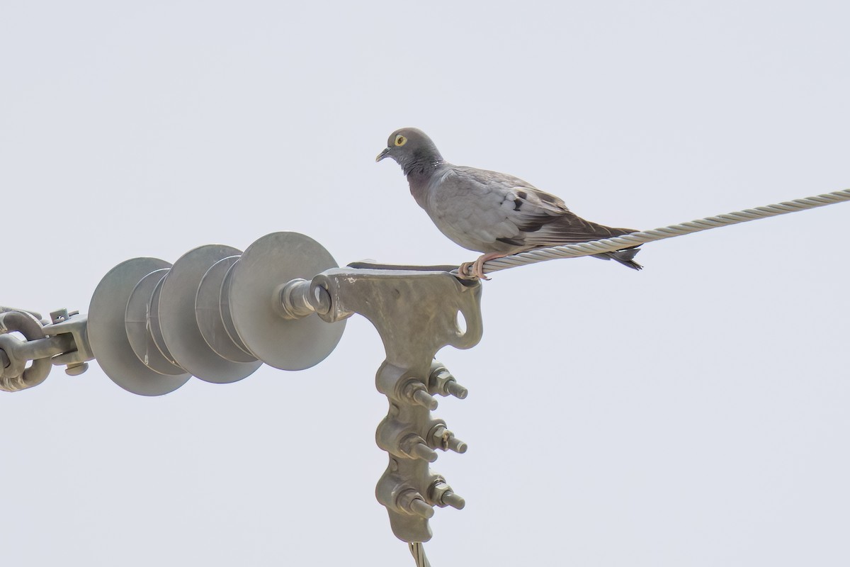Yellow-eyed Pigeon - ML635891358