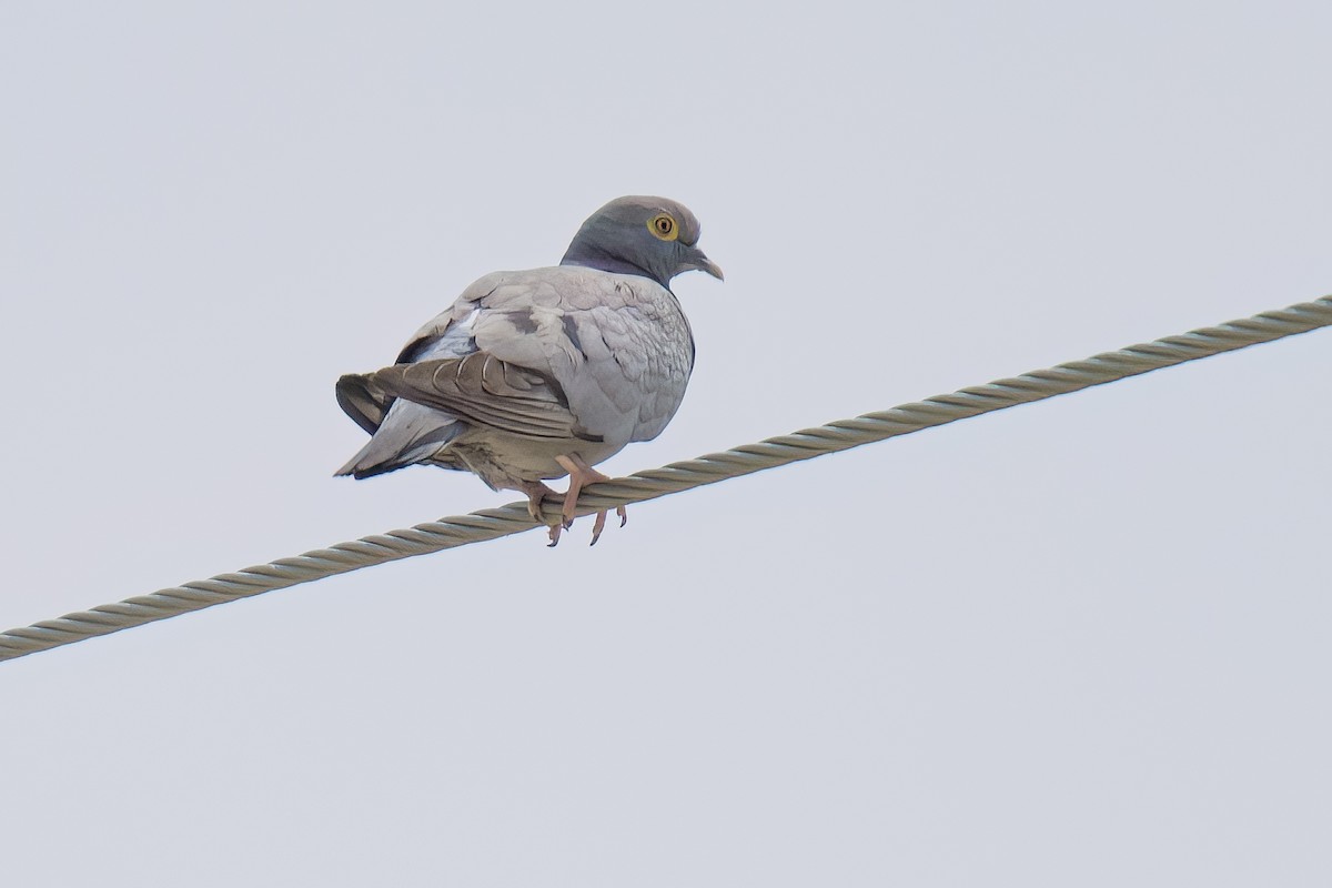 Yellow-eyed Pigeon - ML635891392