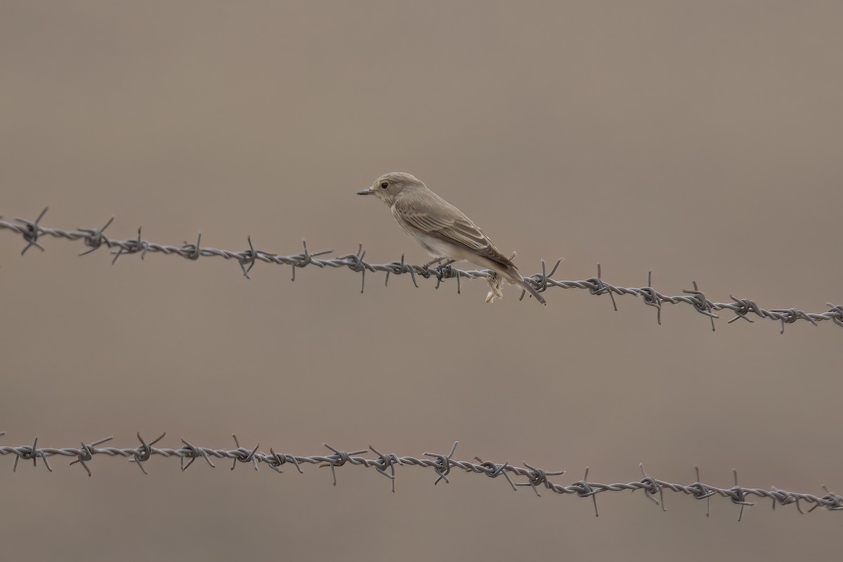 Spotted Flycatcher - ML635891415