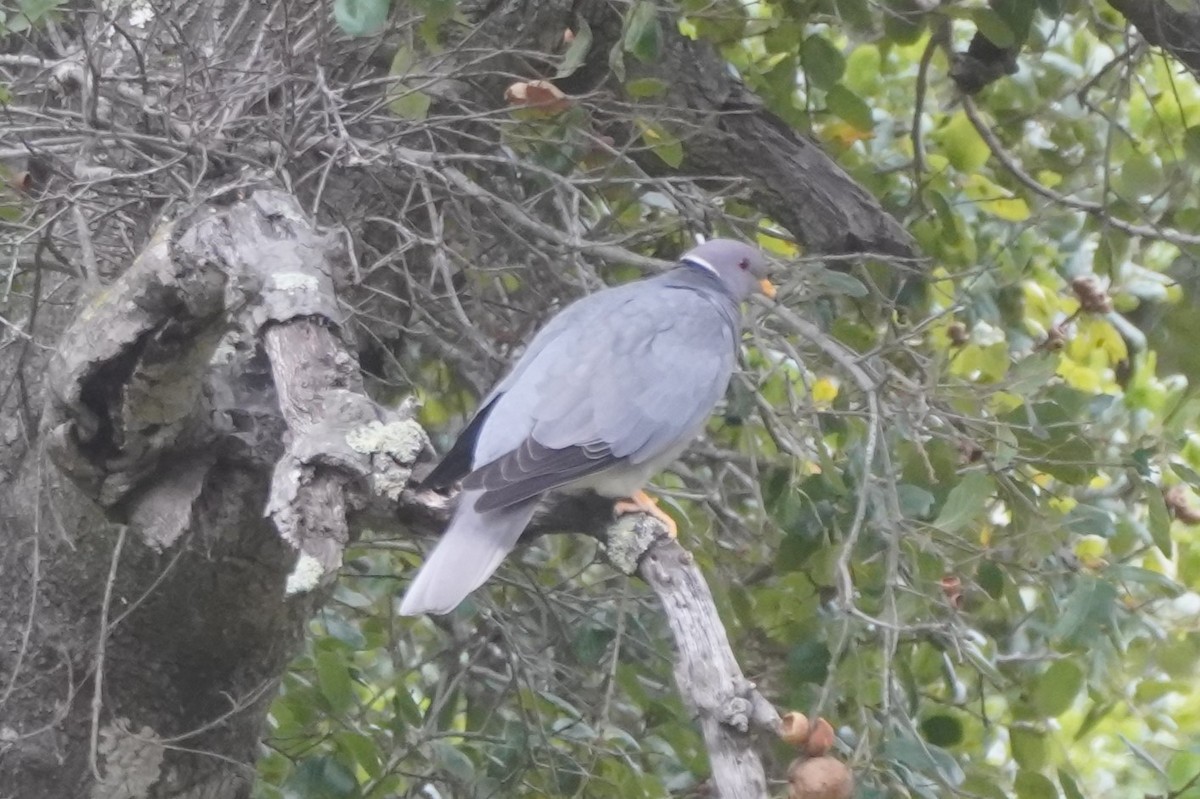 Bandtaube - ML635891428