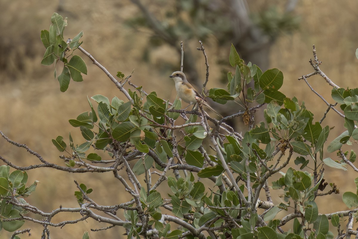 Bay-backed Shrike - ML635891457