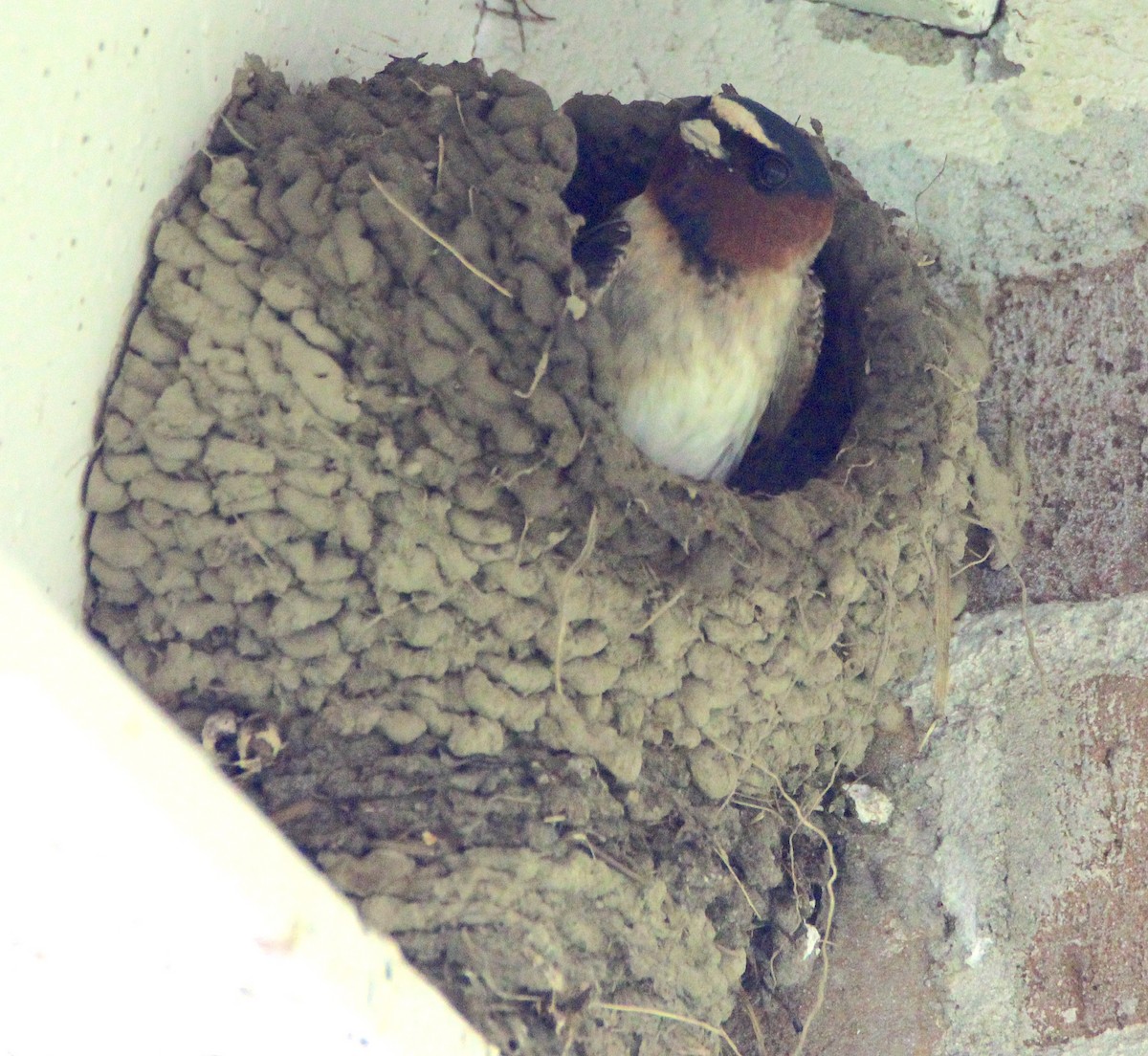 Cliff Swallow - ML635891487