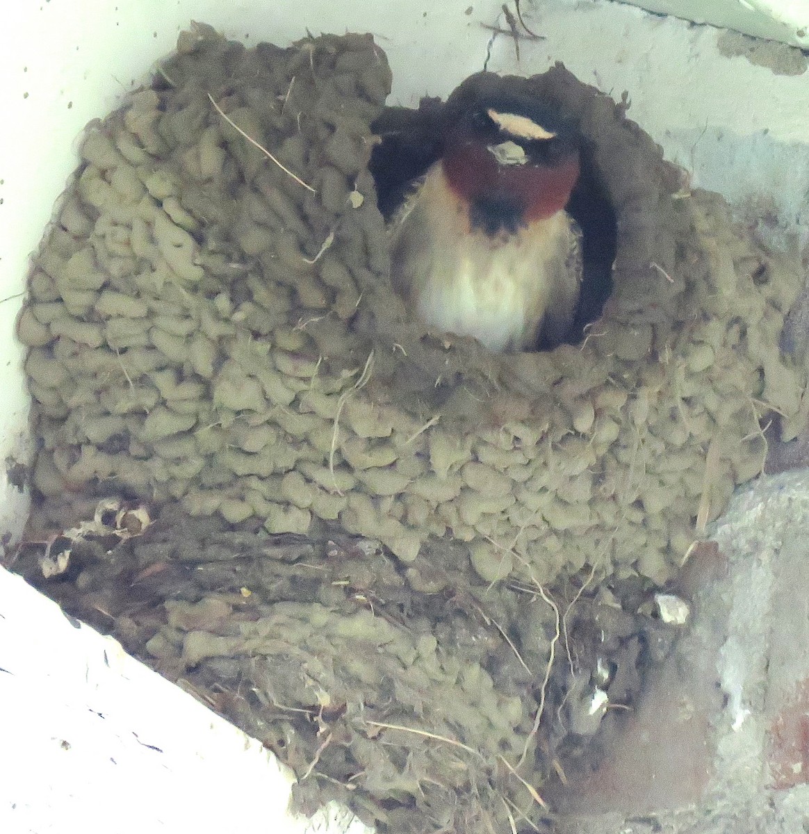 Cliff Swallow - ML635891501