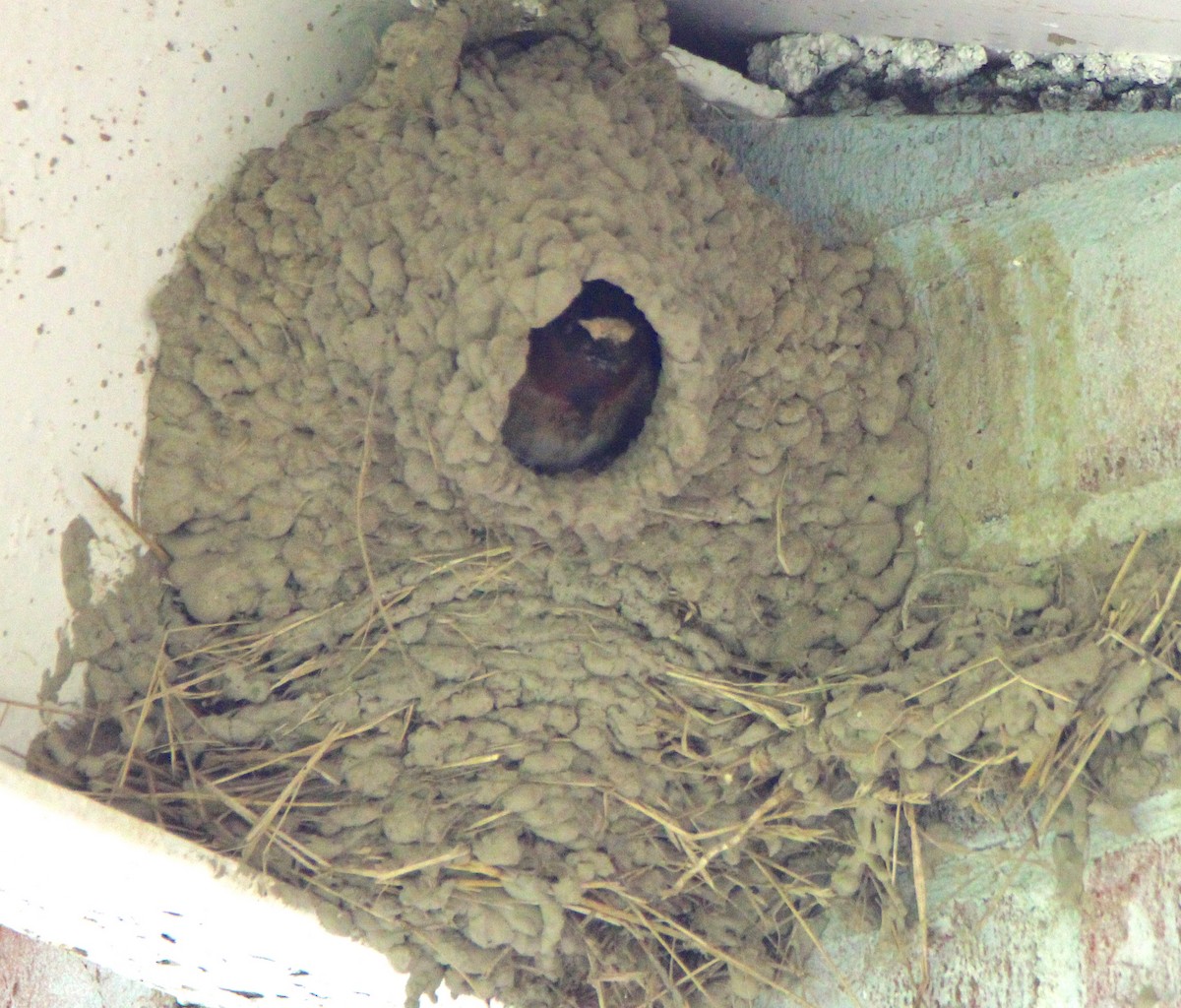 Cliff Swallow - ML635891504