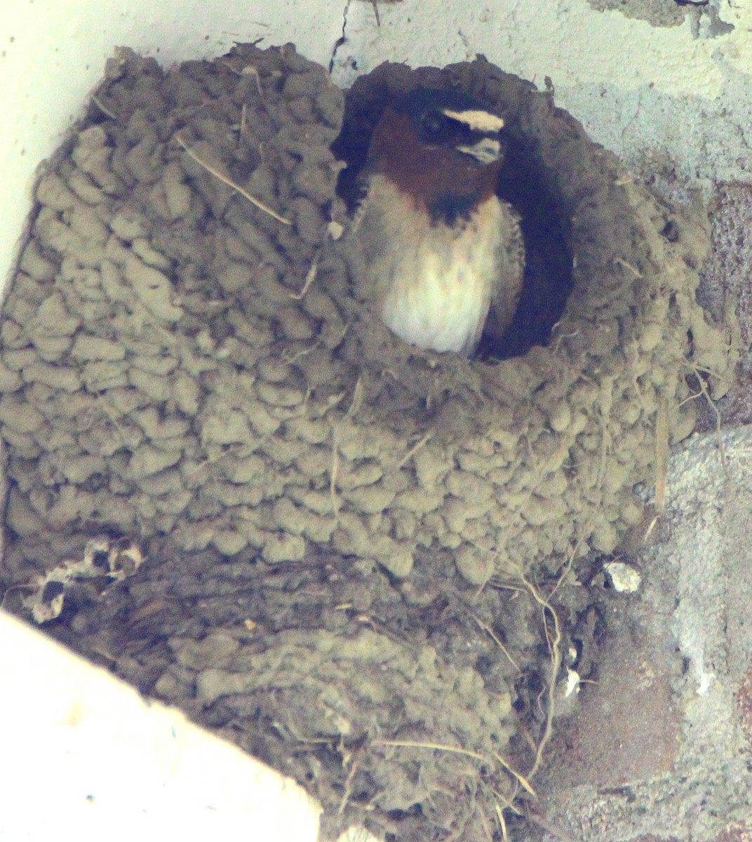 Cliff Swallow - ML635891505