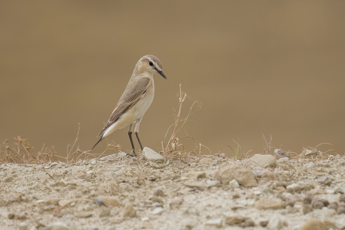 Isabelline Wheatear - ML635891519