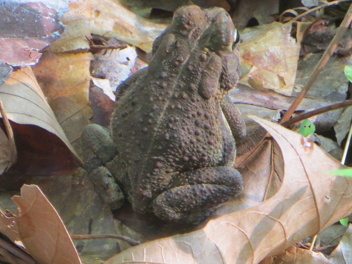 Animals - ML635891565